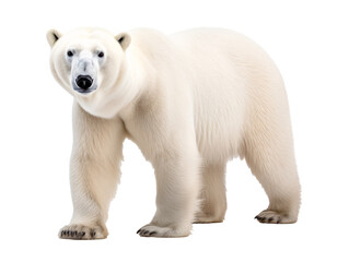a polar bear standing on a white background