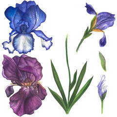 Flowers of Iris set. Bud, stem, leaves Watercolor hand drawn botanical illustration of flowers isolated on a white background © Olga