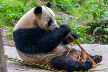 Giant panda eating bamboo at Dujiangyan Panda Base