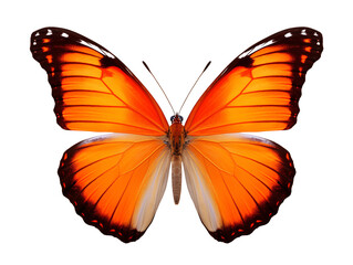 Obraz premium a close up of a butterfly