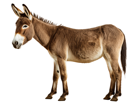 a donkey standing on a white background