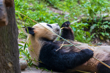 Giant panda eating bamboo at Dujiangyan Panda Base