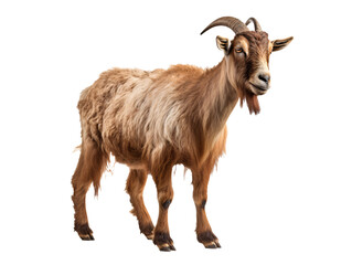Fototapeta premium a brown goat with horns