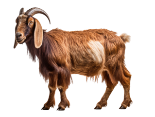 a brown goat with horns