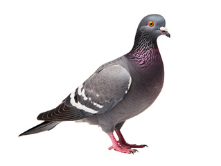 a bird with a colorful neck