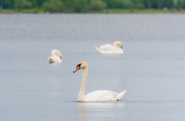 Three graceful white swans swims in the lake, swans in the wild.