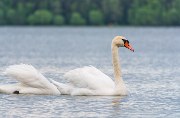 Mating games of a pair of white swans. Swans swimming on the water in nature. Valentine's Day background