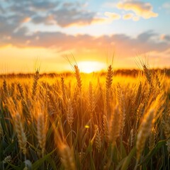 Naklejka premium Breathtaking Sunrise Over a Golden Wheat Field Symbolizing Growth and New Opportunities
