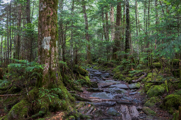 Fototapeta premium 北八ヶ岳「苔の森」のトレッキングコース／日本長野県