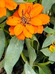 orange flower