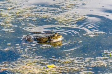 A large green frog sits in the marsh.
