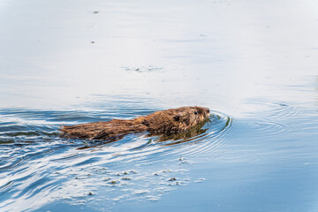 Fototapeta premium Muskrat, Ondatra zibethicuseats swiming at the surface of the lake water.