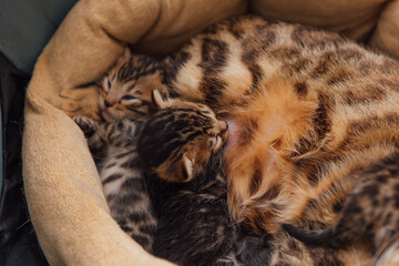 Adorable golden bengal mother-cat feeds her little kittens with breast on the cat's pillow.