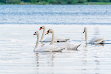 Graceful white Swans swimming in the lake, swans in the wild