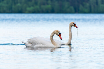 Two Graceful white Swans swimming in the lake, swans in the wild