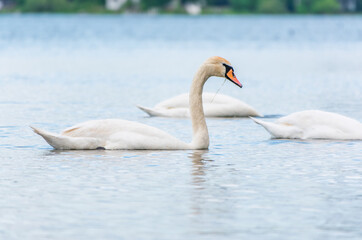 Three graceful white swans swims in the lake, swans in the wild.