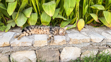 a cat sleeps in the heat under the leaves of a large plant