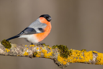 Eurasian Bullfinch - male at a wet forest in spring