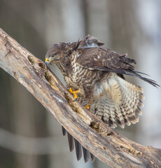 Common Buzzard in spring at a wet forest