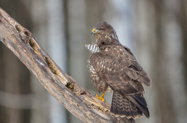 Common Buzzard in spring at a wet forest