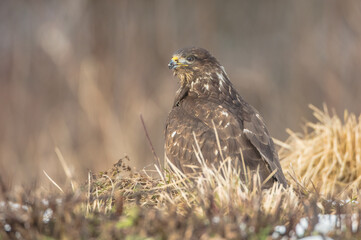 Common Buzzard in spring at a wet forest