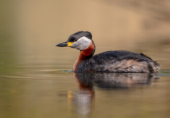 Red-necked grebe at the small lake in spring