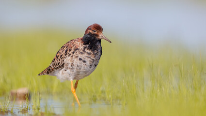 Ruff - male bird at a wetland on the mating season in spring