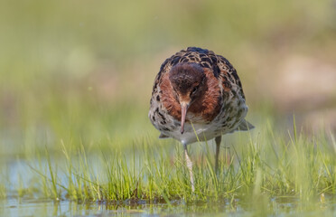 Ruff - male bird at a wetland on the mating season in spring