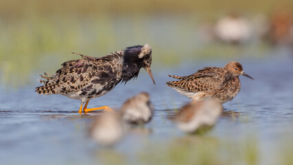  The ruff - pair at wetland on a mating season in spring