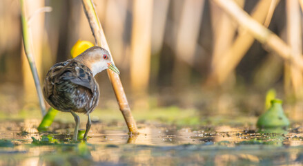 Little Crake - female feeding at a wetland 