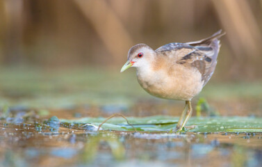 Little Crake - female feeding at a wetland 