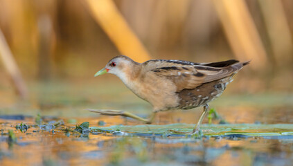 Little Crake - female feeding at a wetland 