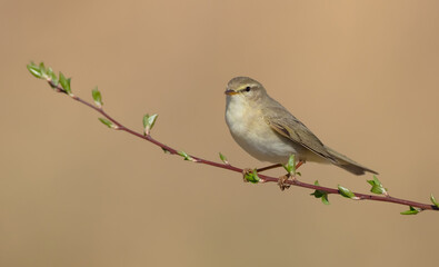 Willow warbler in early spring at a wetland 