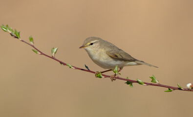 Obraz premium Willow warbler in early spring at a wetland 