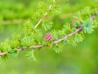 Fototapeta premium Larch tree fresh pink cones blossom at spring on nature background