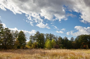 Obraz premium Dense forest against the sky and meadows. Beautiful landscape of a row of trees and blue sky background