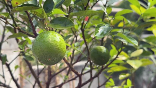 Green Lemon on lemon tree, Close up shot of fresh lemon on tree with water dripping from it,