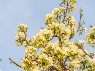 Apple tree branches with white flowers on a background of blue clear sky.