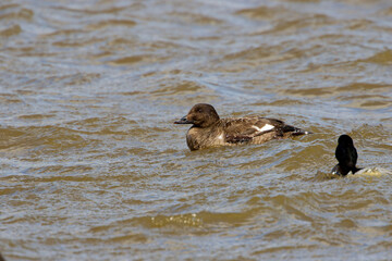 The velvet scoter (Melanitta fusca), also called a velvet duck. Sea duck during a migration on lake Michigan.