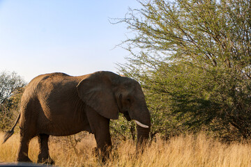 Obraz premium African elephant