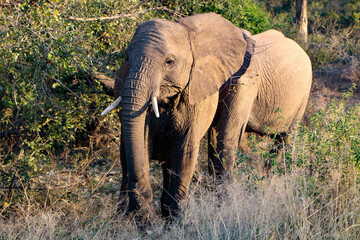 Fototapeta premium African elephant