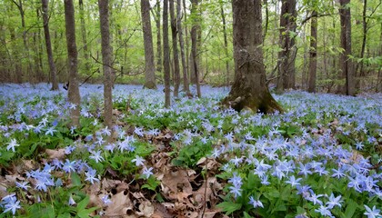 Forest floor with spring blue glory-of-the-snow flowers blooming in abundance. Ontario, Canada.