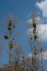 Trees invaded by mistletoe (viscum album)