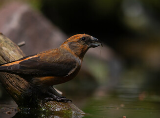 Crossbill