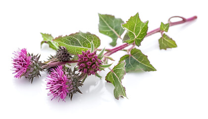 milk thistle flower isolated on white background. Top view. Flat lay pattern