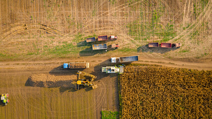 Aerial view on truck shift, loading sugar beet for transportation