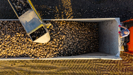 Aerial view on collecting, loading sugar beet into a truck for transportation