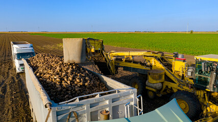 Aerial view on collecting, loading sugar beet into a truck for transportation