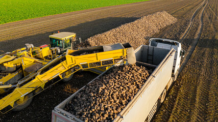 Aerial view on collecting, loading sugar beet into a truck for transportation