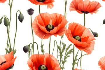 Fototapeta premium Oriental poppy flowers white background, AI Generated